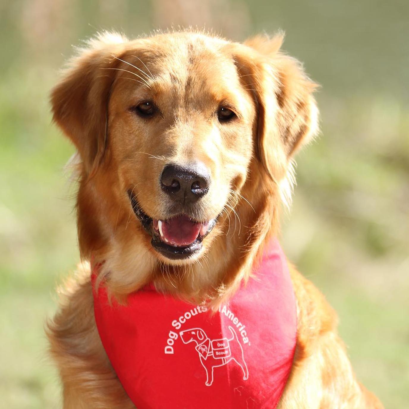 Dog Scouts of America hosts two summer camps for Fido. Dog Scouts of America hosts two summer camps for Fido.