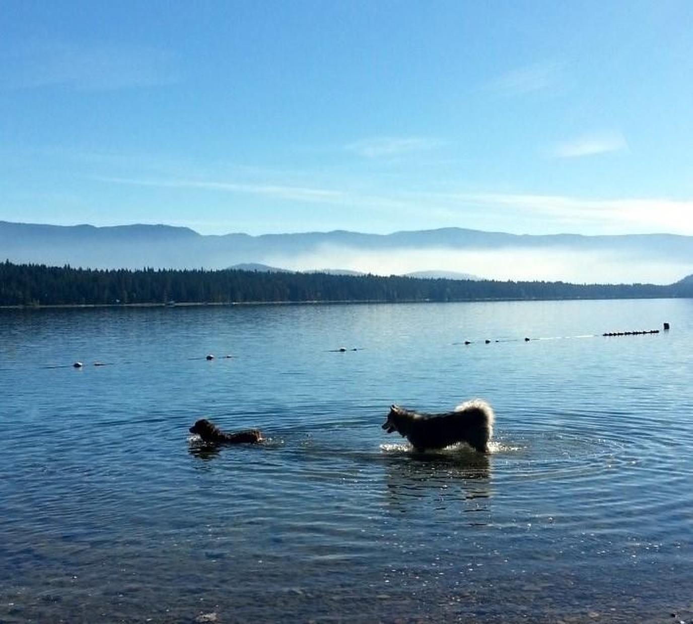 Maian Meadows offers a three-day summer dog camp. Maian Meadows offers a three-day summer dog camp.