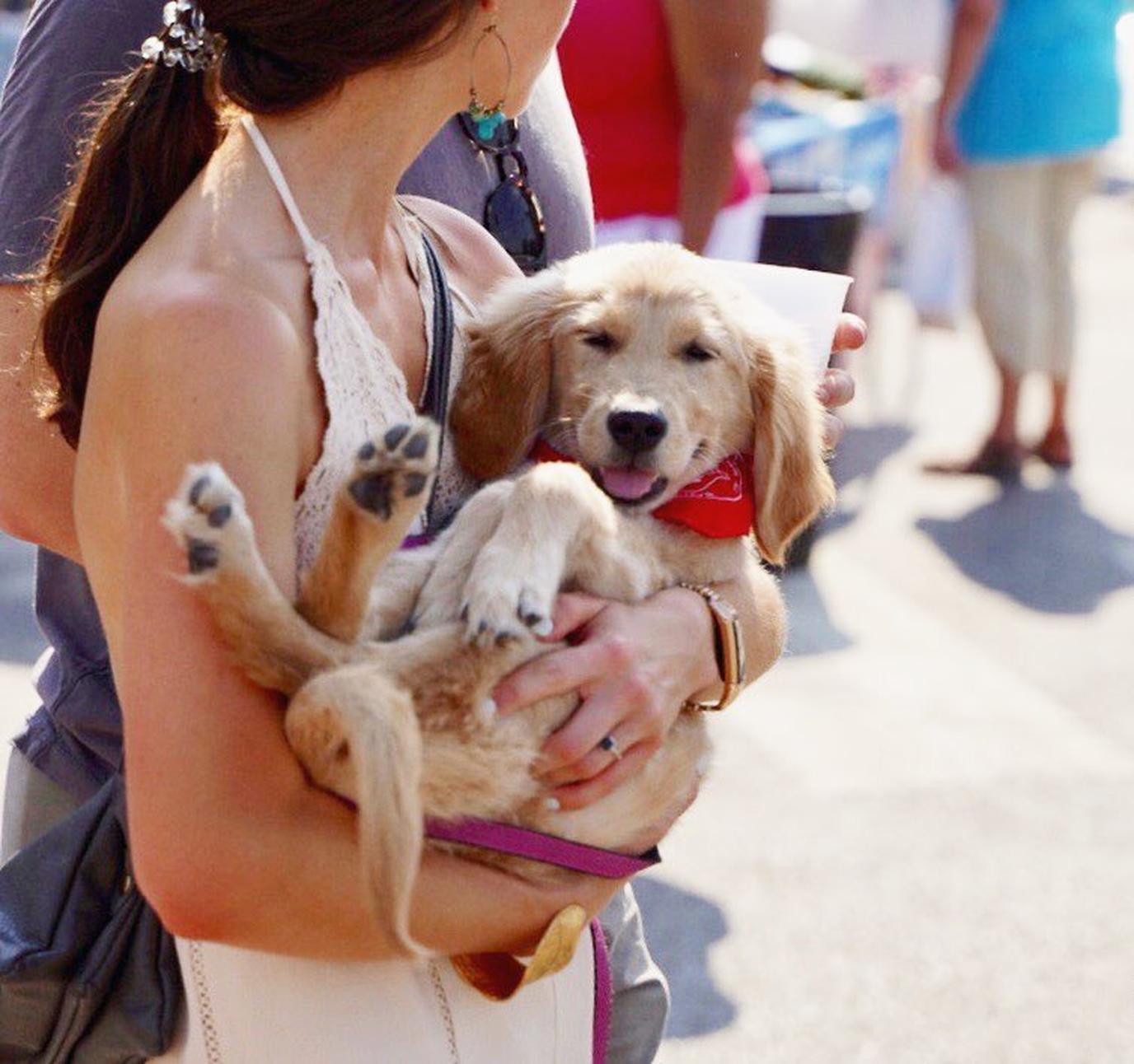 Tomato Art Fest is a pet-friendly event dedicated to tomatoes. Tomato Art Fest is a pet-friendly event dedicated to tomatoes.