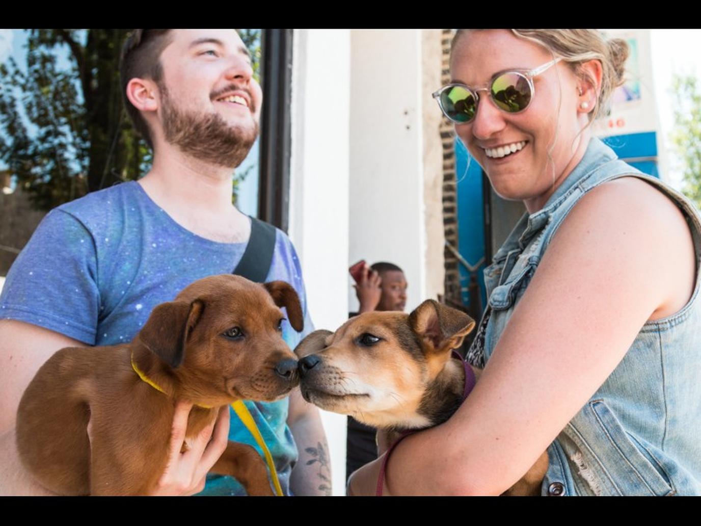 West Fest Chicago includes a Pet Fest for Fido! West Fest Chicago includes a Pet Fest for Fido!