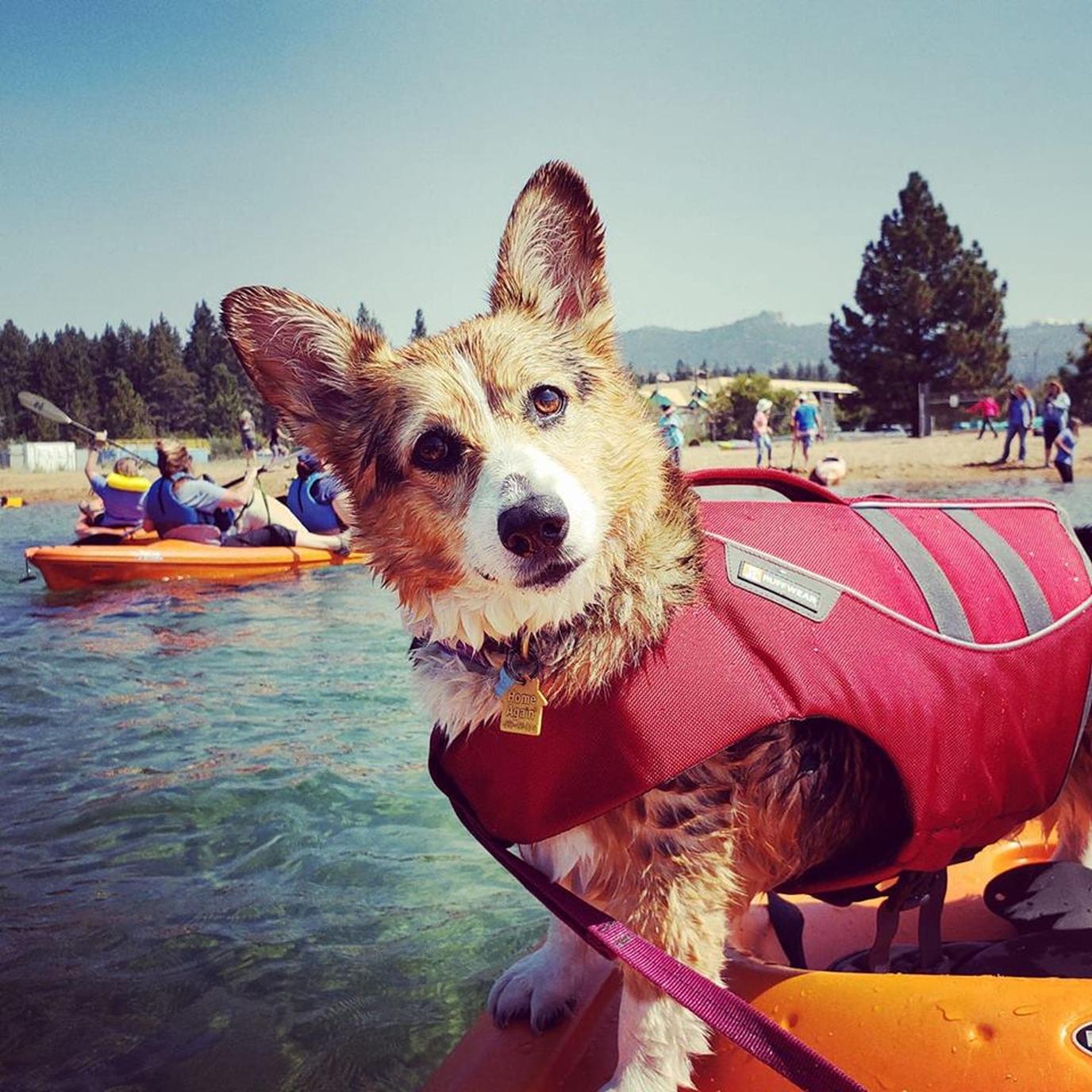 Spend the summer in Lake Tahoe at Wild Blue Dog Camp. Spend the summer in Lake Tahoe at Wild Blue Dog Camp.