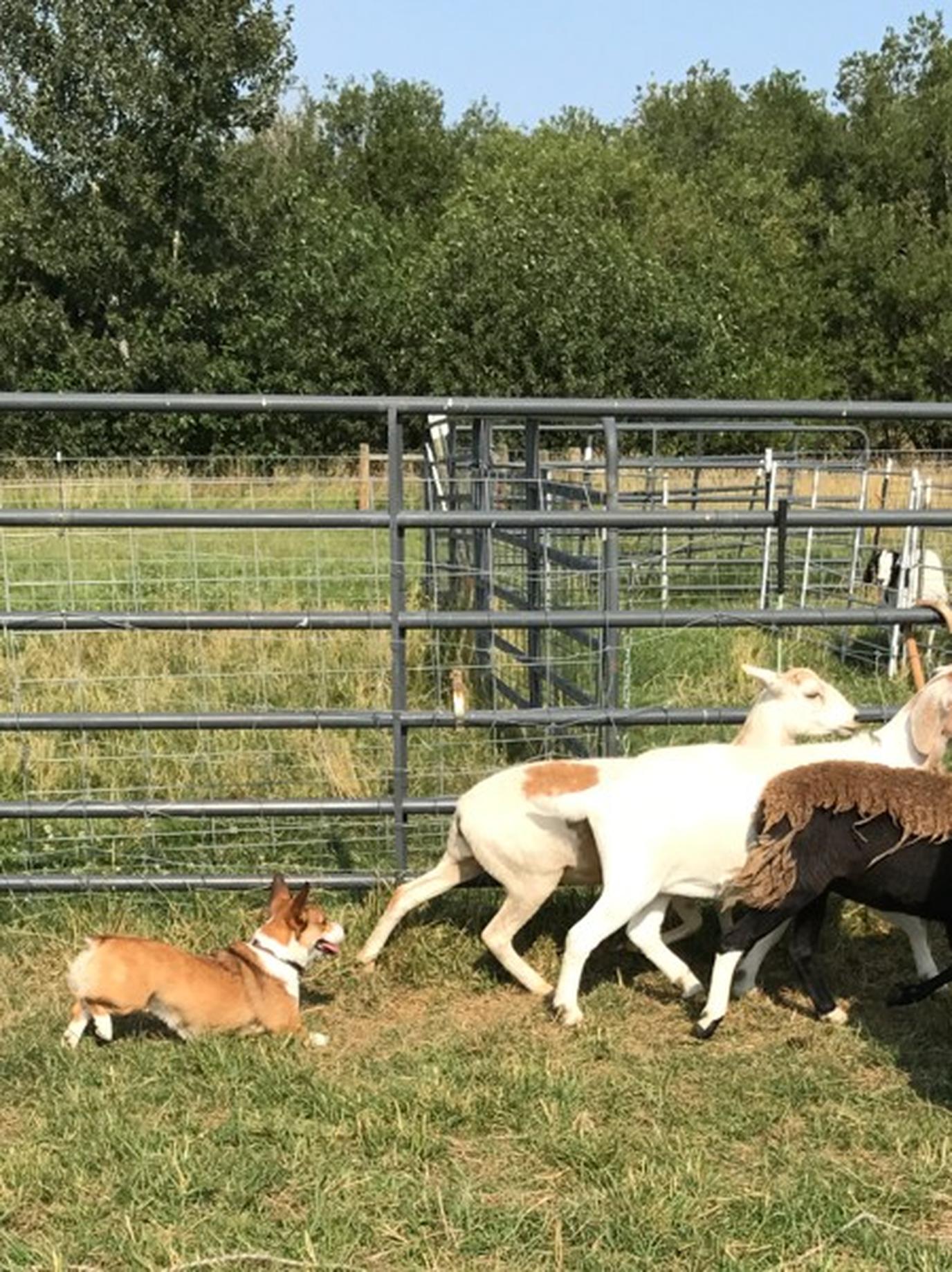 Dogs can practice herding at the Yellowstone Dog Camp. Dogs can practice herding at the Yellowstone Dog Camp.