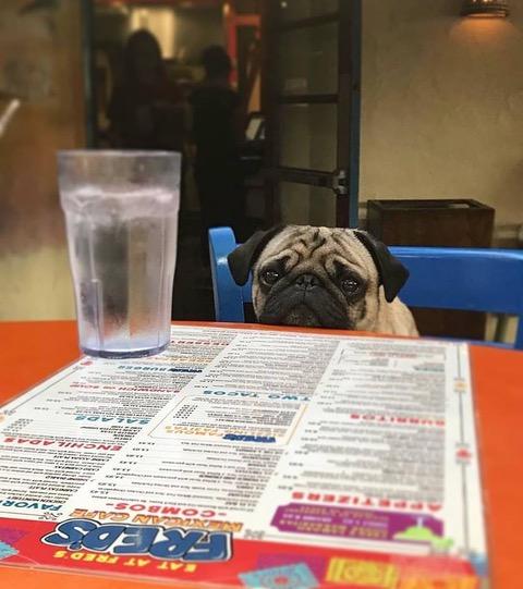 Pet Friendly Fred's Mexican Cafe in Old Town