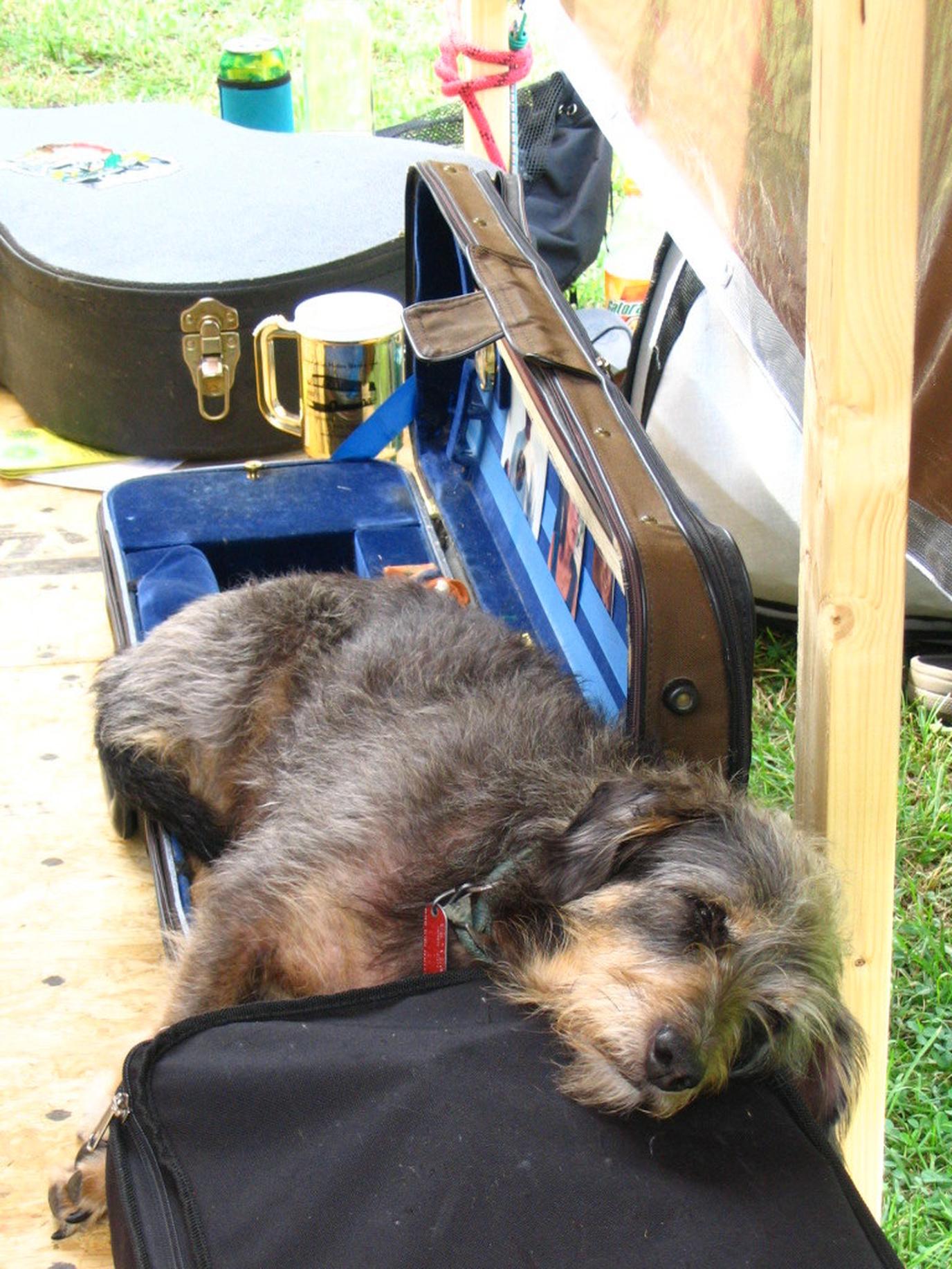 Rockbridge is a pet-friendly festival in Virginia. Rockbridge is a pet-friendly festival in Virginia.