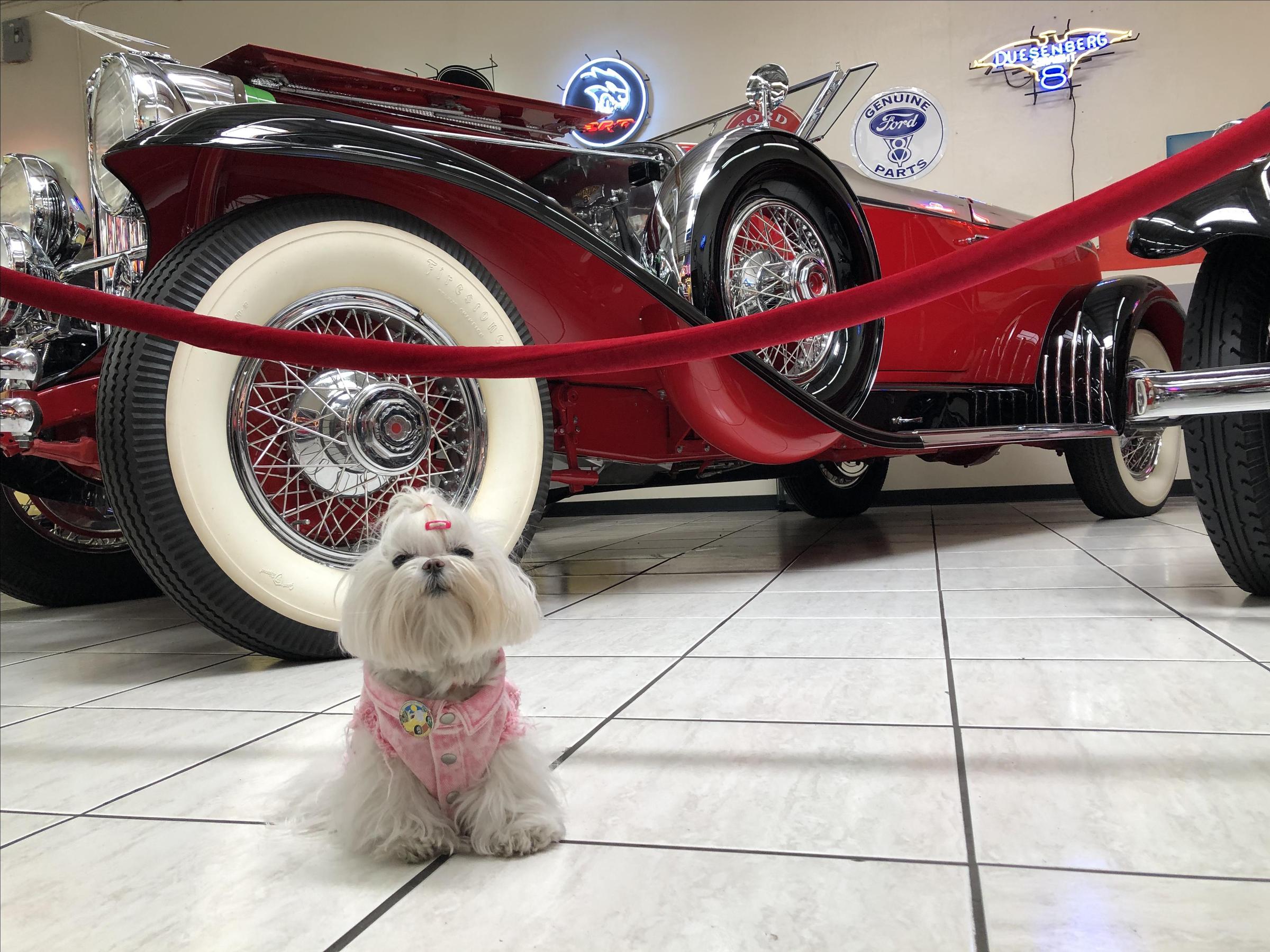 Pet Friendly Martin Auto Museum