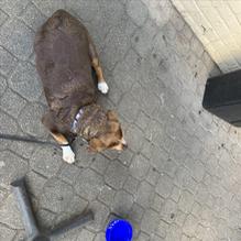 Saints Pizza and Pub restaurant view 1