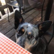 Dine n Dash Pub & Grill restaurant view 6