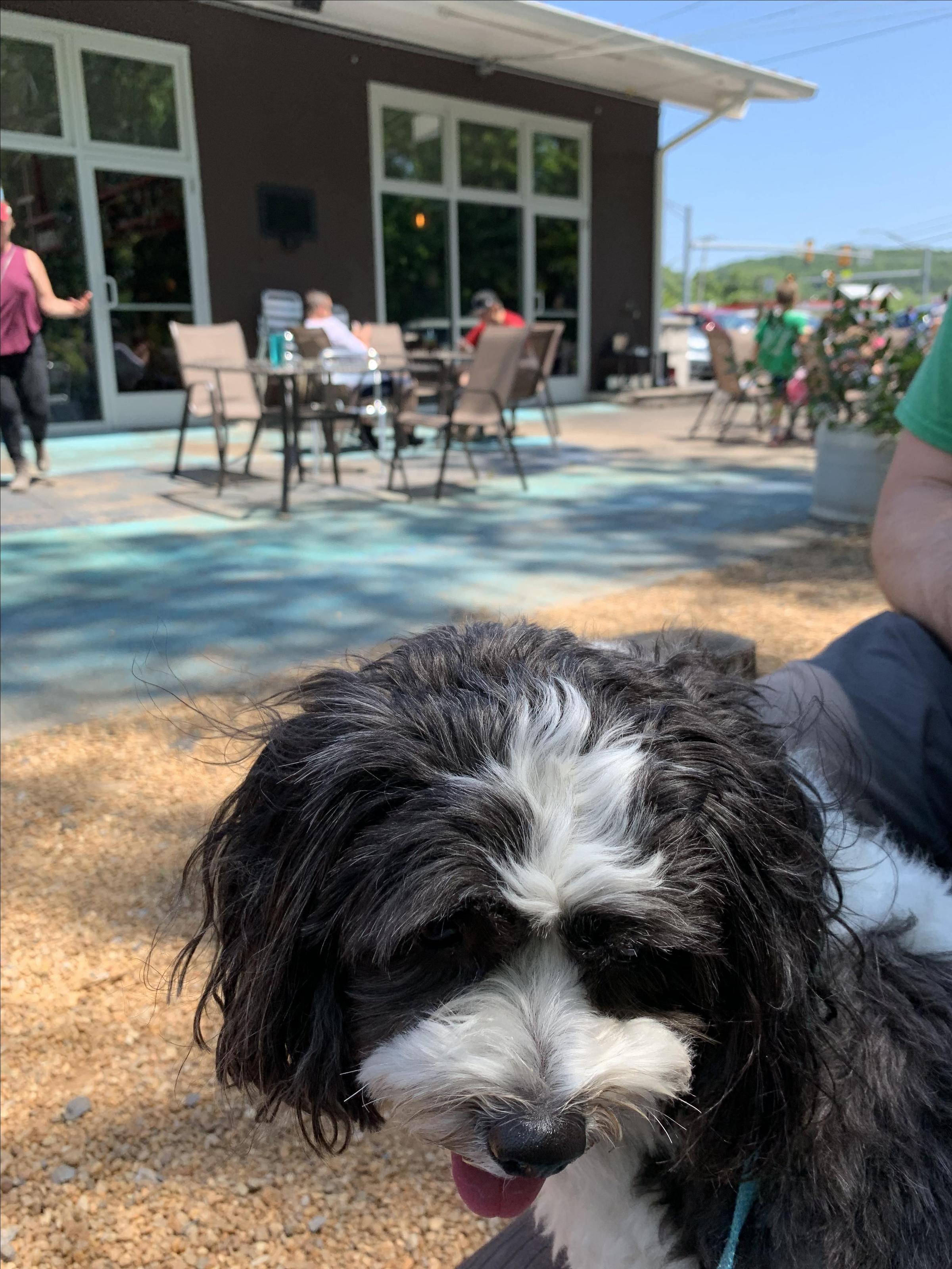 Bring The Dog And Have Good BBQ! â‹† BringFido