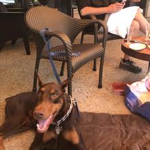 Woodmont Grill restaurant view 1