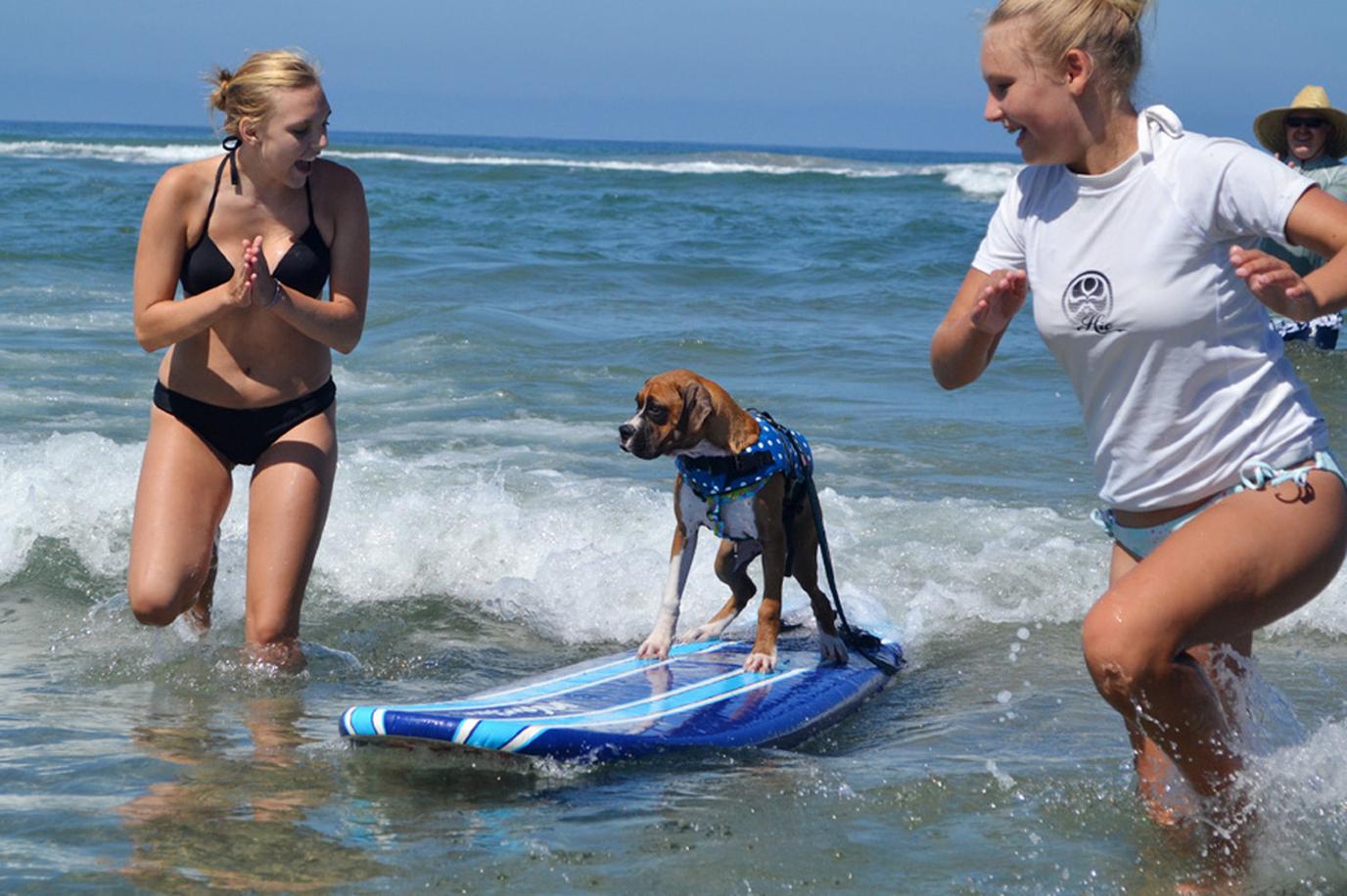 Teach your pup to dog surf at the famous Dog Beach. Teach your pup to dog surf at the famous Dog Beach.