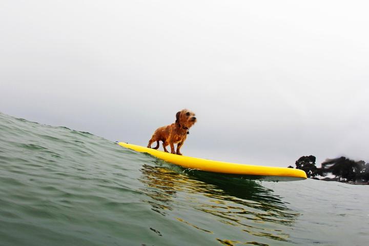 Surfing schools that will teach Fido to dog surf.