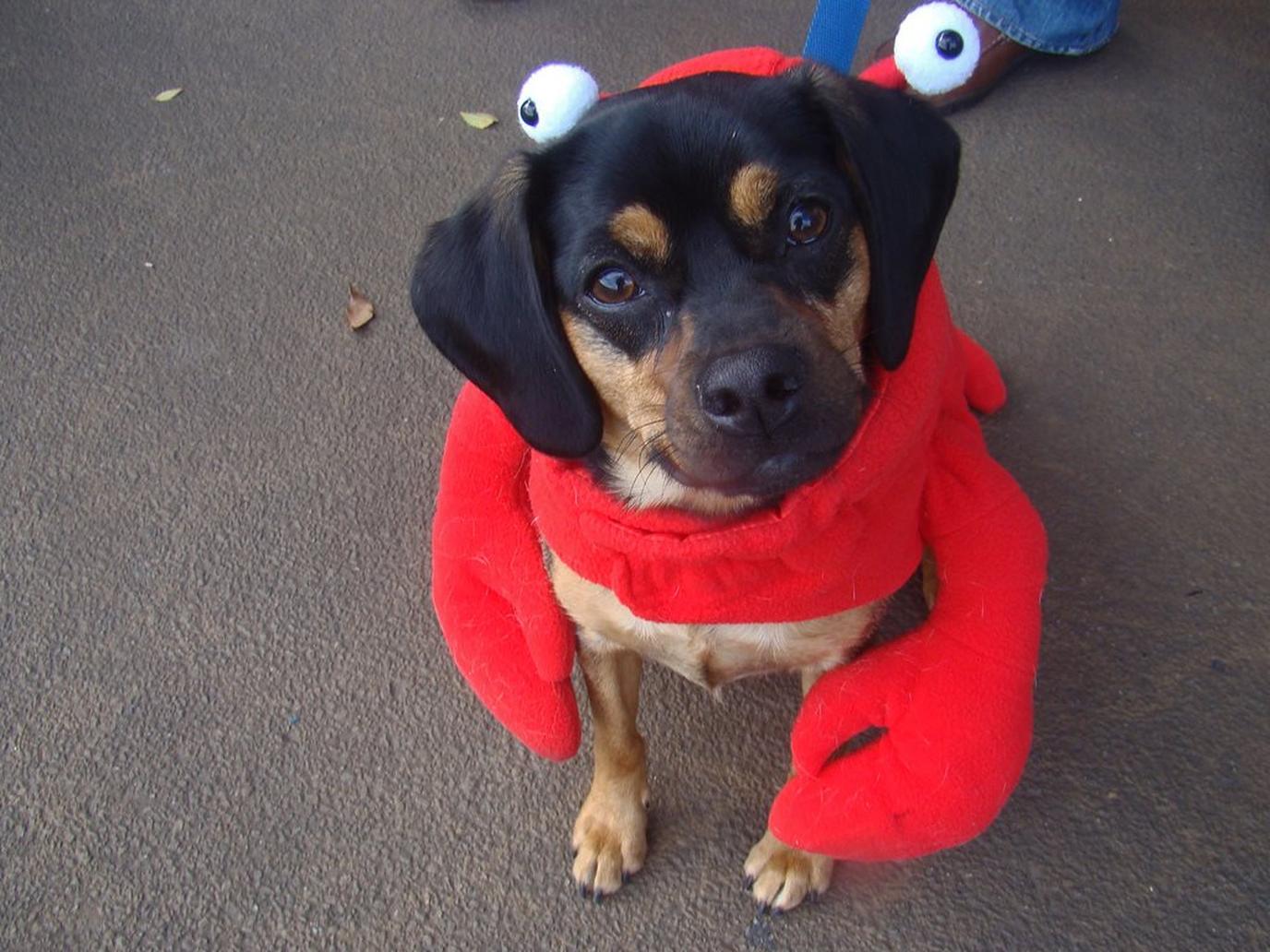 The Maine Lobster Fest is a popular dog-friendly event. The Maine Lobster Fest is a popular dog-friendly event.