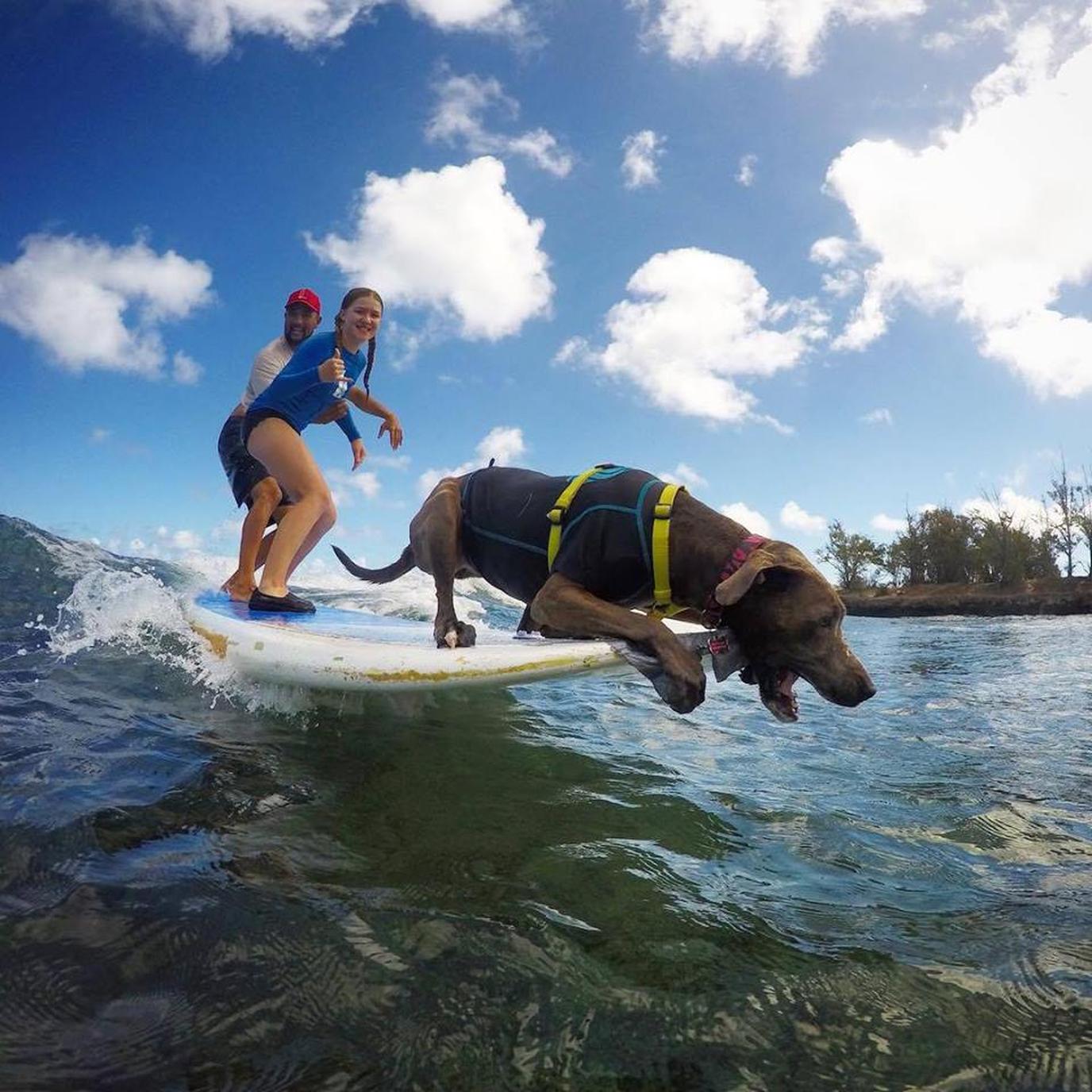 Hawaii Surf Dogs proves that a wave is a dog's best friend. Hawaii Surf Dogs proves that a wave is a dog's best friend.
