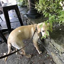 Portsmouth Publick House restaurant view 1