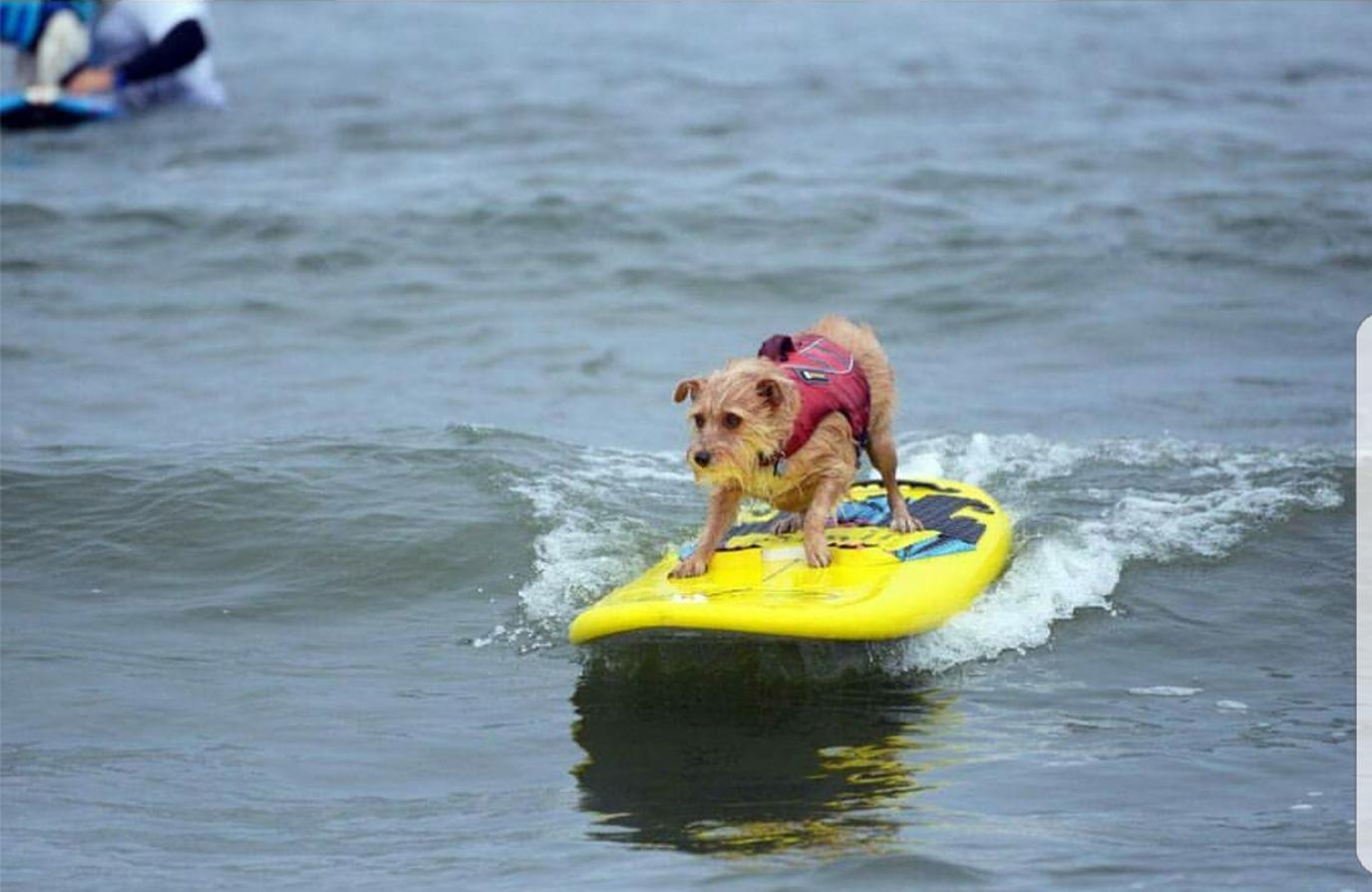 Dog surfing and obedience training come together at Good Kharma Surf Instruction. Dog surfing and obedience training come together at Good Kharma Surf Instruction.