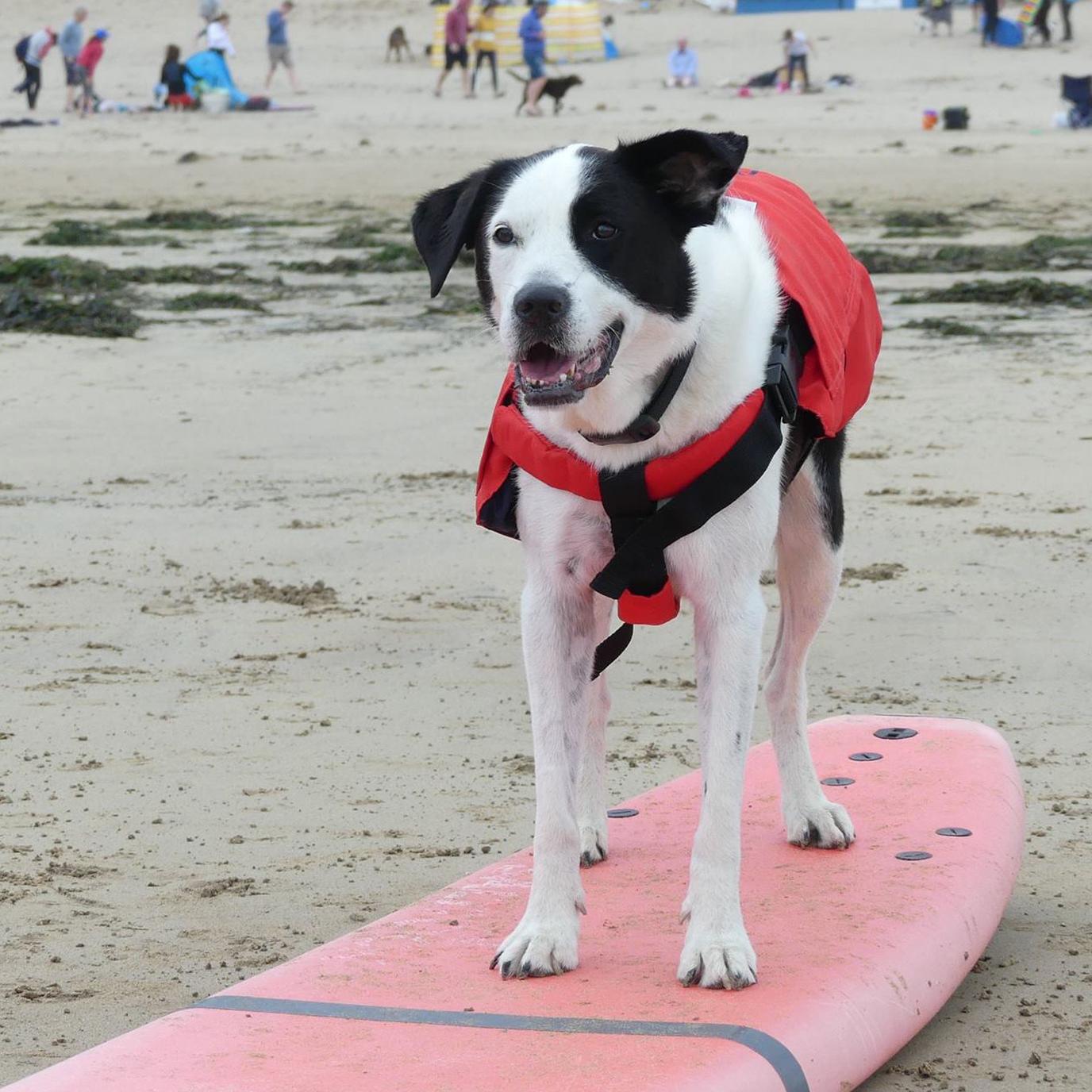Teach your dog to dog surf in England! Teach your dog to dog surf in England!