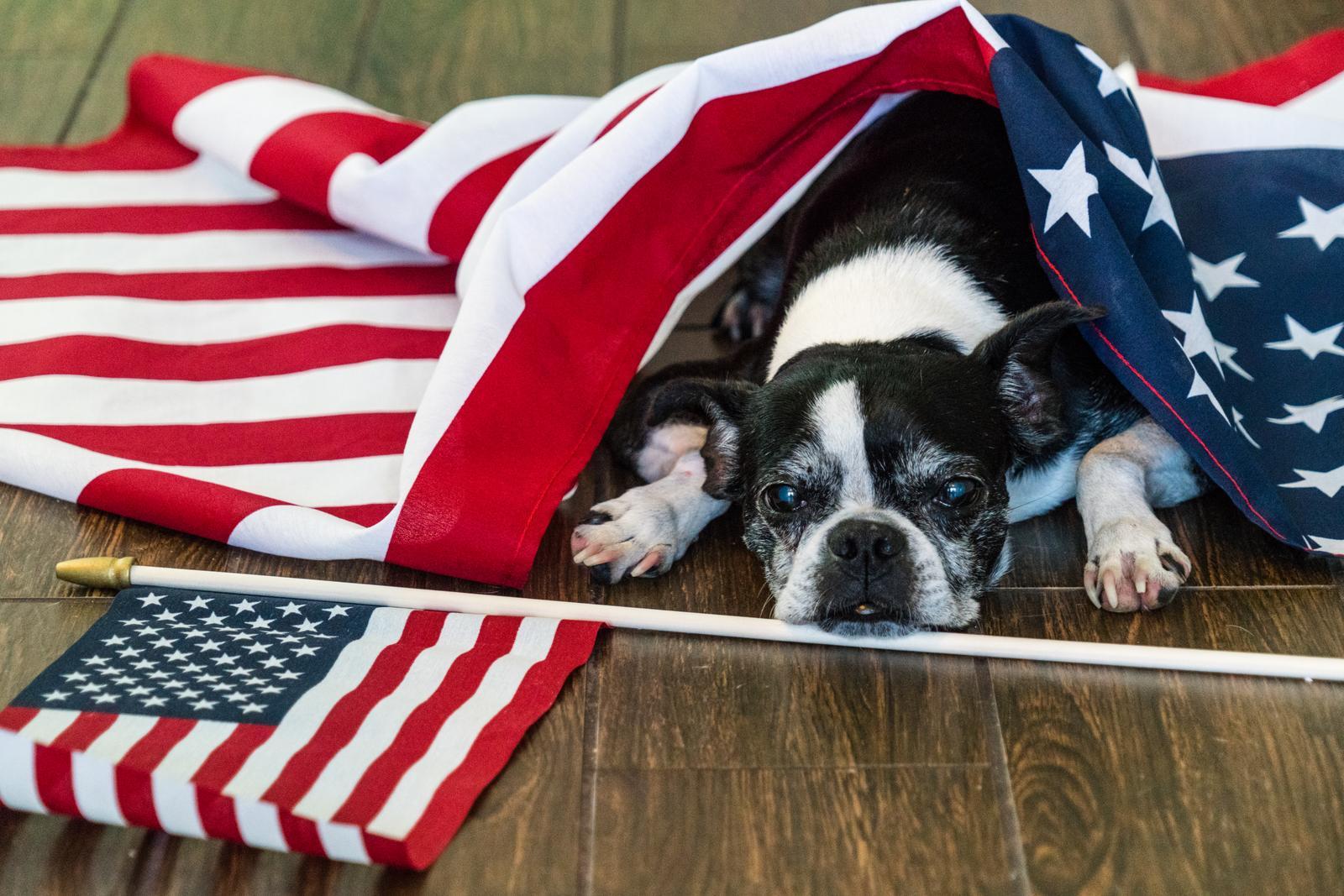 Keep Fido safe and sound on July 4th.