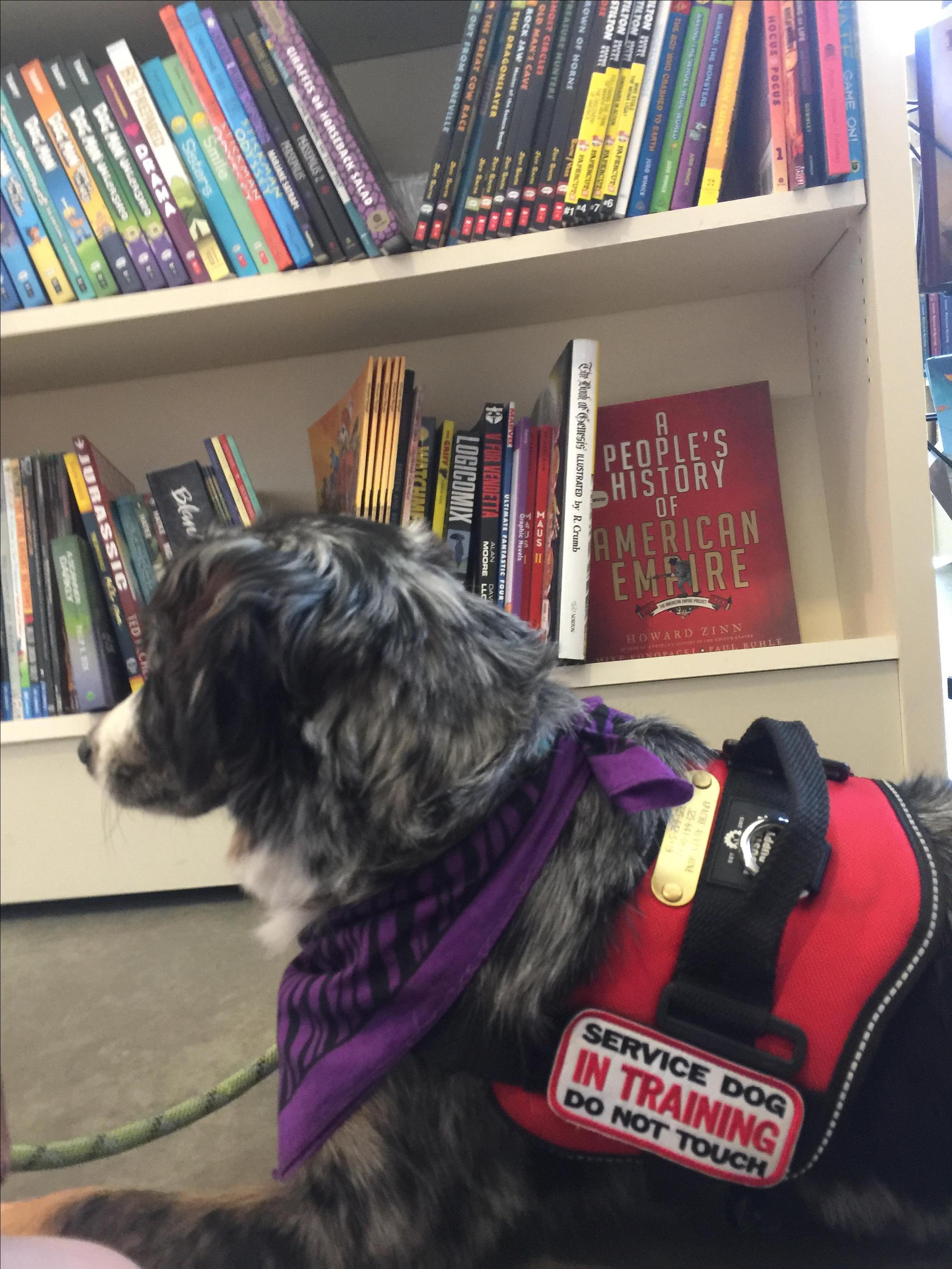 Dog Friendly South Padre Island Tx Bring Fido