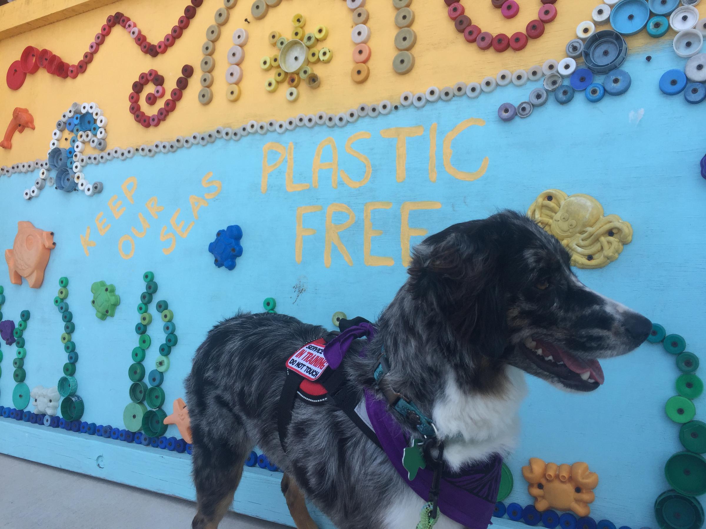 Dog Friendly South Padre Island Tx Bring Fido