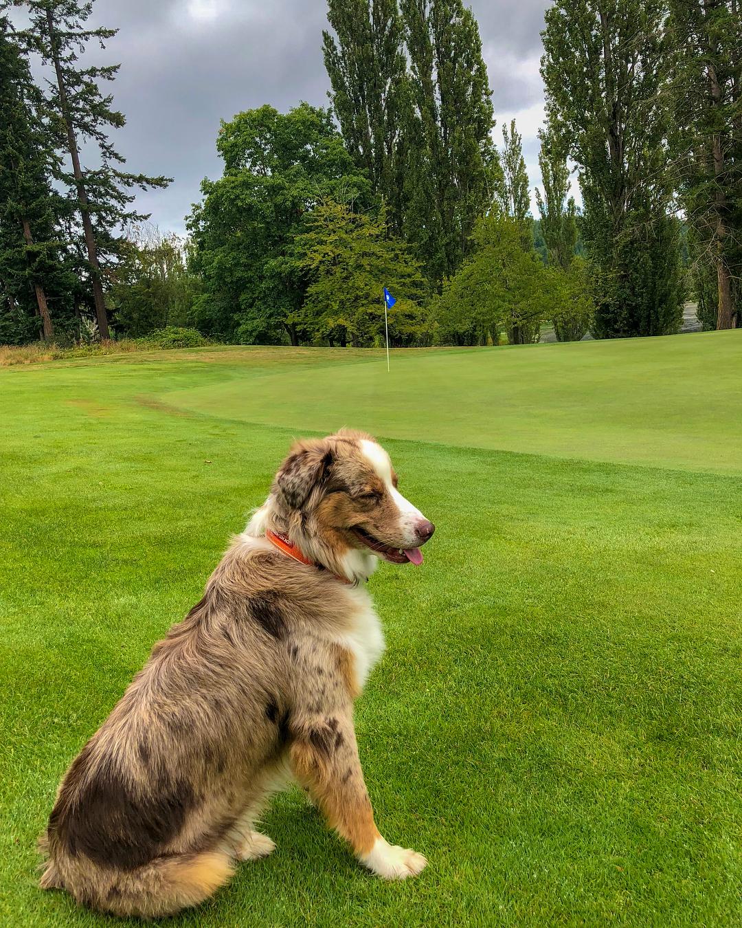 7 DogFriendly Golf Courses Around the World Bring Fido