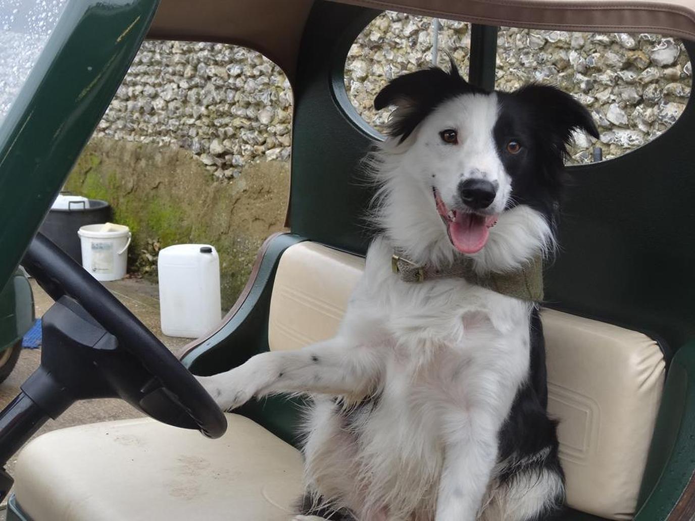 Cruise the links in a dog-friendly golf cart. Fido can enjoy a dog-friendly golf cart ride.