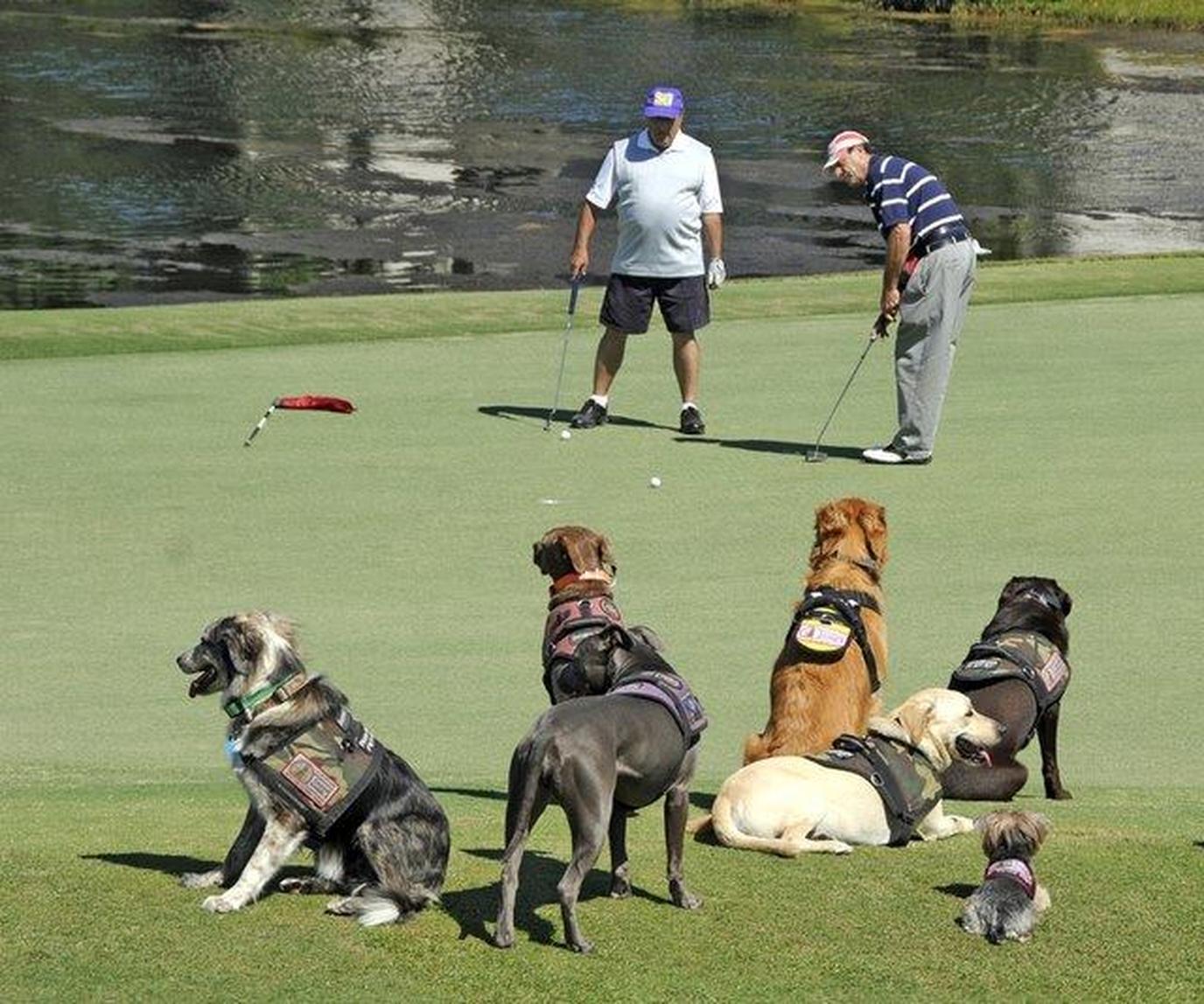 True Blue Golf Club welcomes dogs on the golf course. Enjoy a pet-friendly game of golf at True Blue Golf Club