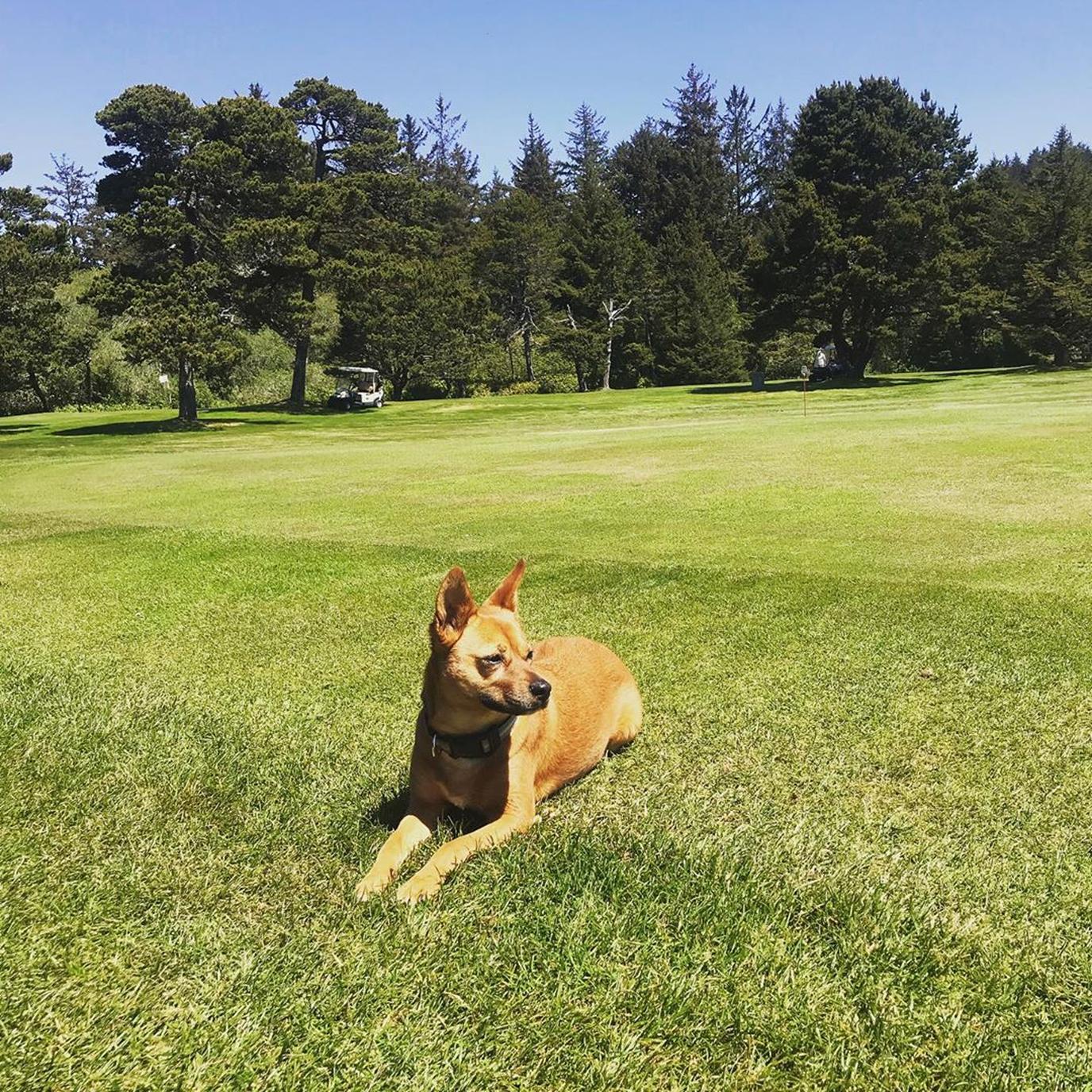 Agate Beach Golf Course welcomes dogs! Enjoy dog-friendly golf at Agate Beach Golf Course