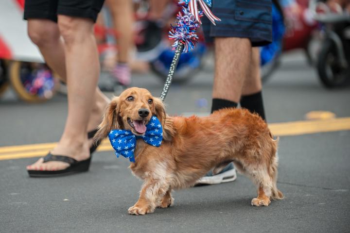 Strut your pup at a pet-friendly 4th of July parade.