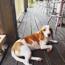 Chimy's Cerveceria restaurant view 1