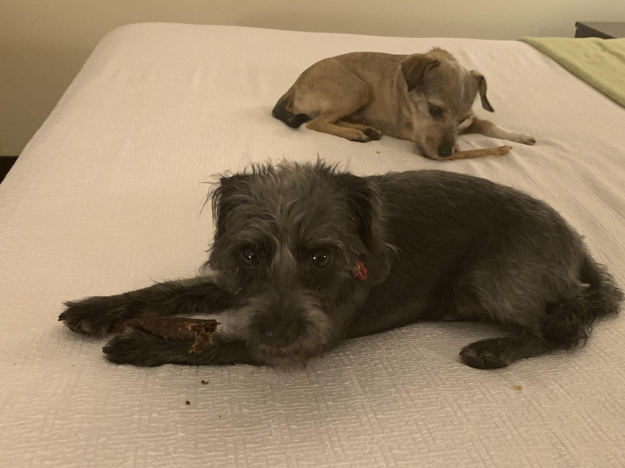 Dog Friendly Memphis Tn Bring Fido