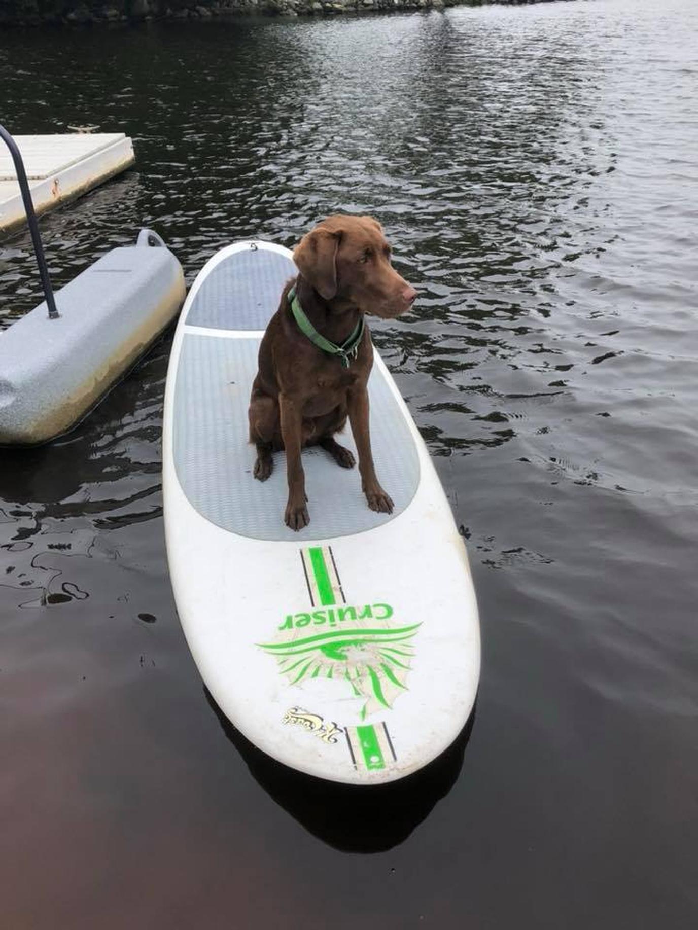 Stand up paddleboard with your dog in Maryland Dog-friendly SUP at Ayers Creek