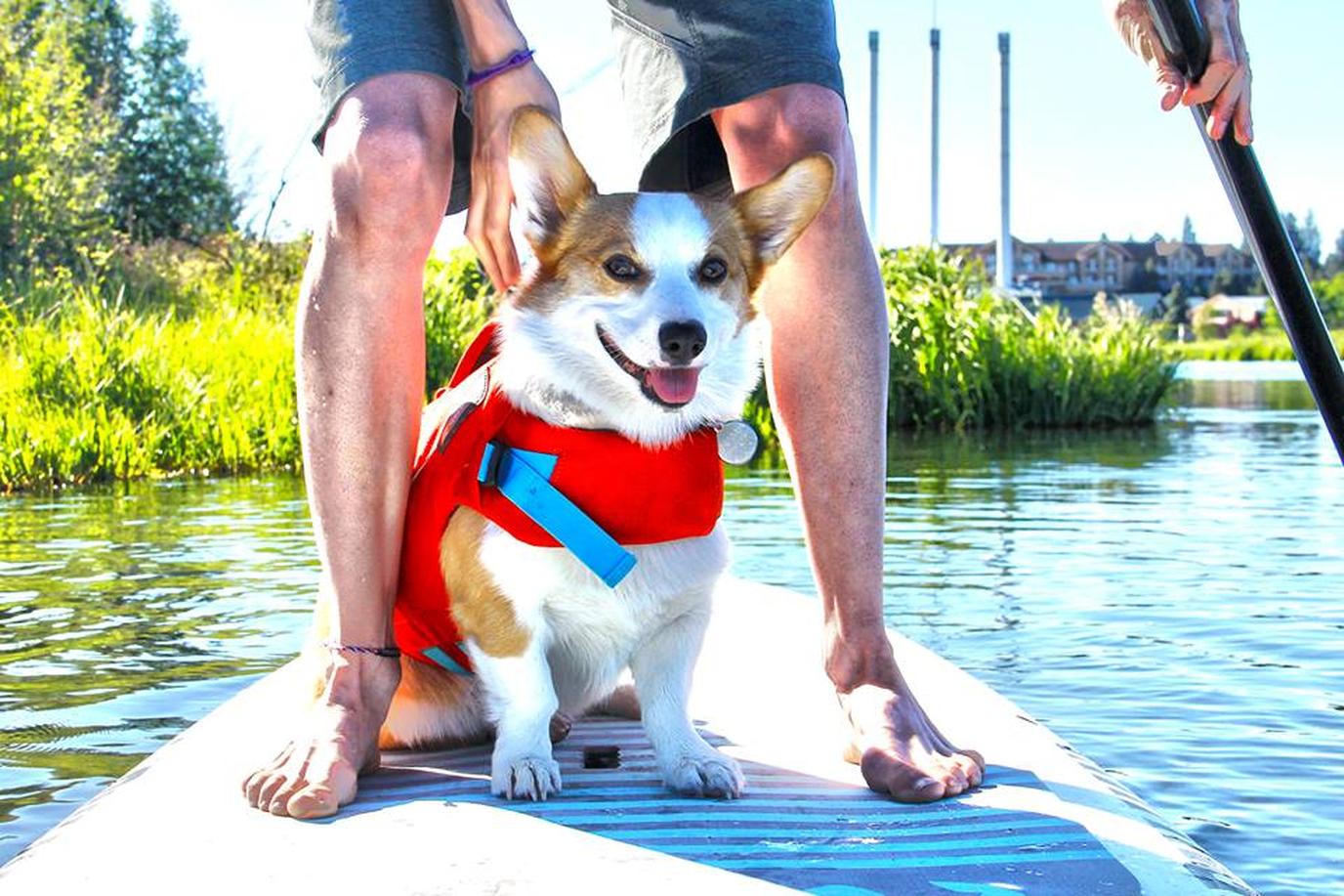 Bend, OR SUP with your dog Paddleboarding dog in Bend