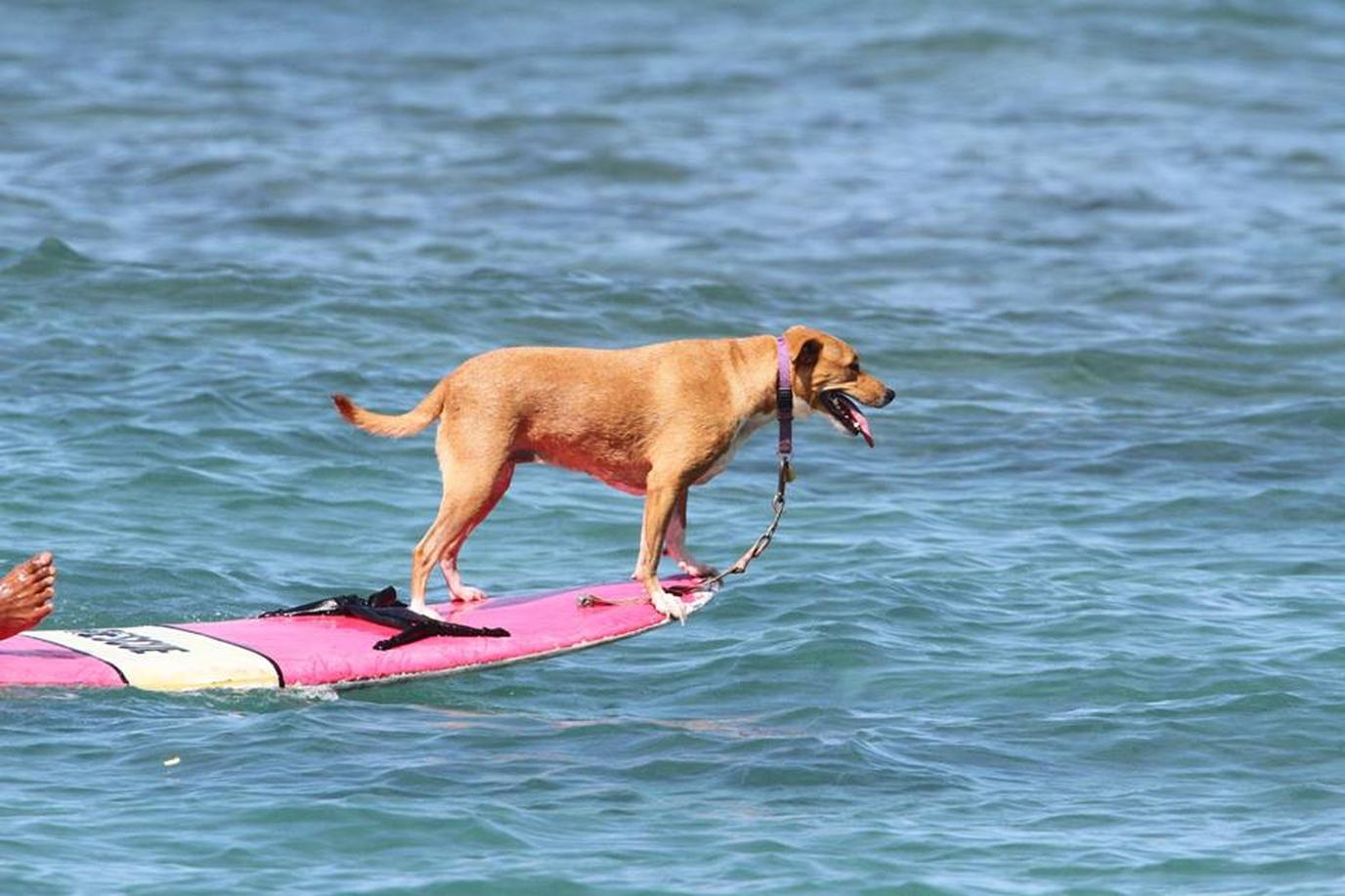 Hawaii SUP with your dog Dog-friendly paddleboard in Hawaii