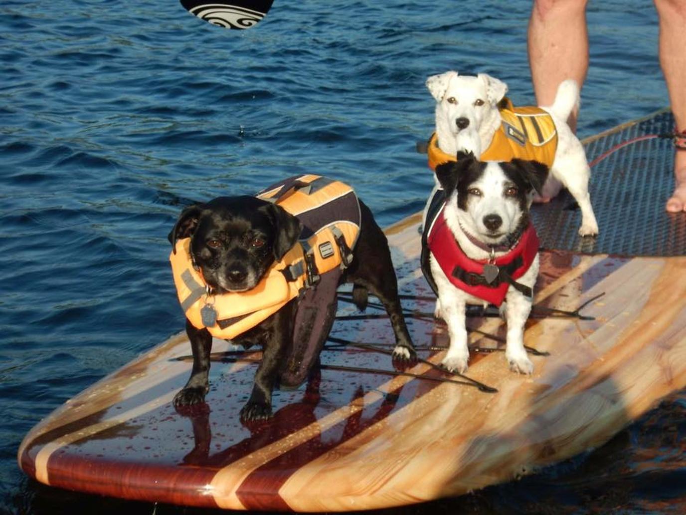 SUP with dogs in Daytona Beach SUP with dogs at Three Brothers Boards