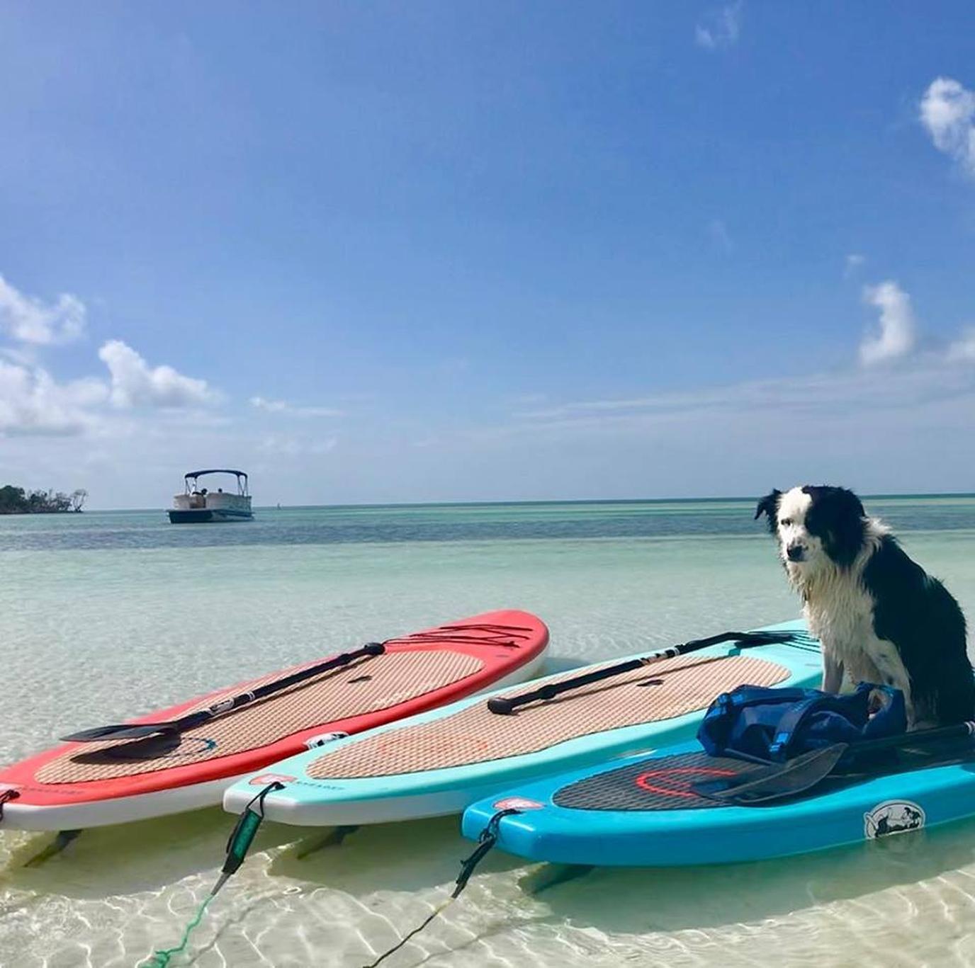 Key West dog-friendly SUP Paddleboarding with dogs in the Florida Keys.