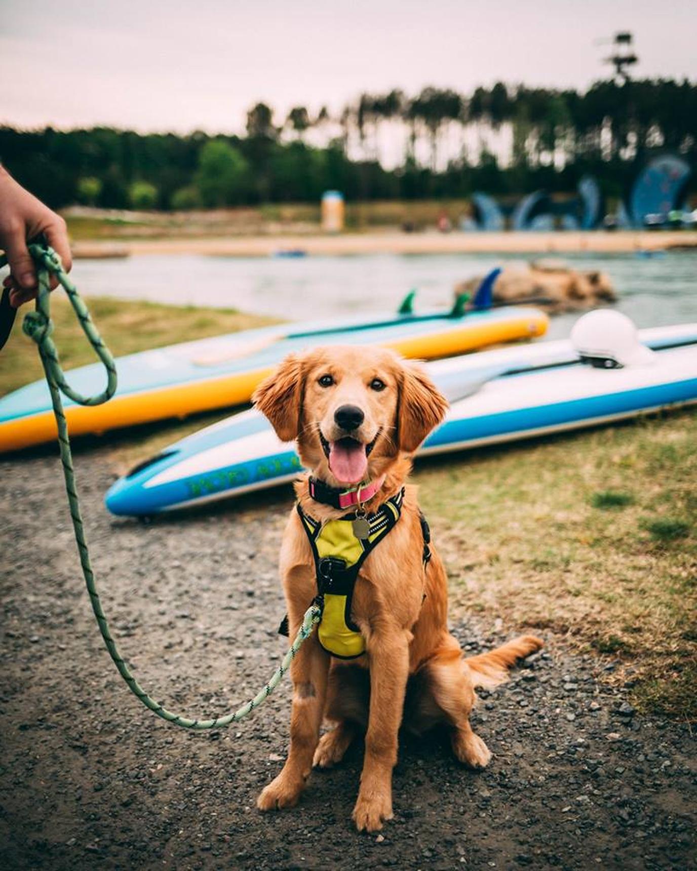 SUP with your dog on the Catawba River Paddleboarding at the US Whitewater Center