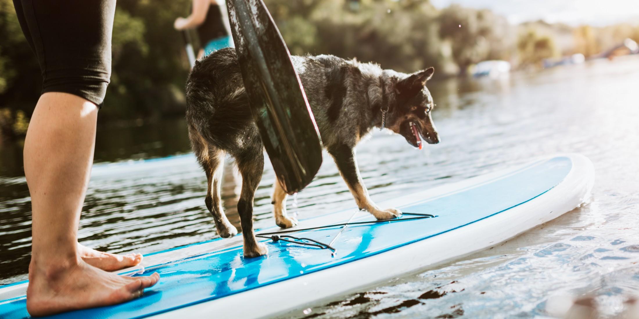 Try SUP with your dog