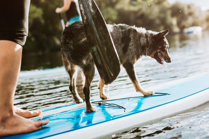 Dog-Friendly Paddleboarding