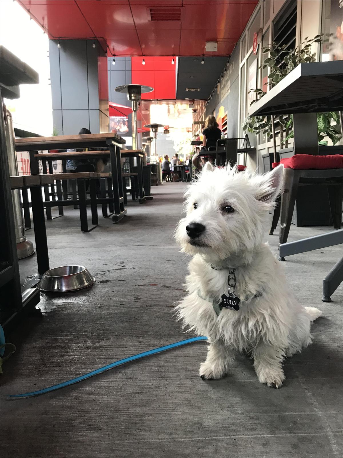 Fionn MacCool's restaurant view 1