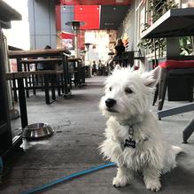 Fionn MacCool's restaurant view 1