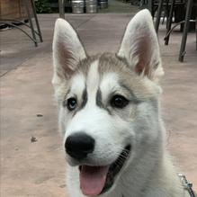 Old Wagon Saloon restaurant view 2