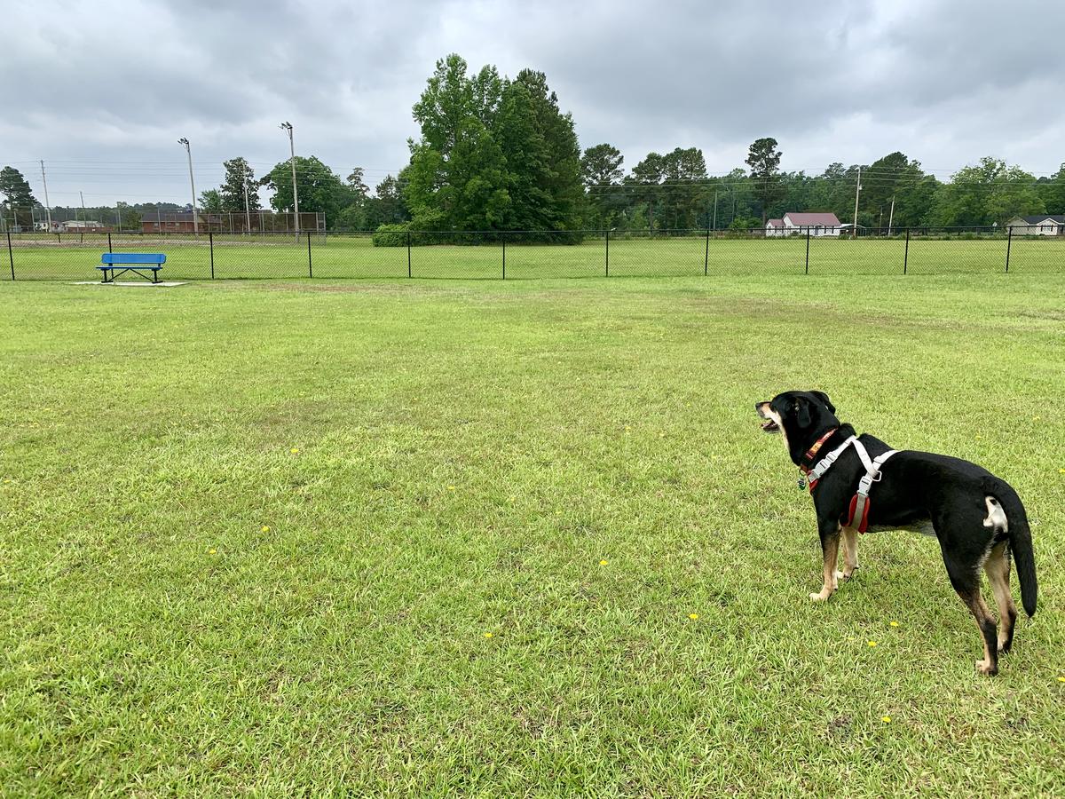 Shelby at the Lumberton Dog Park