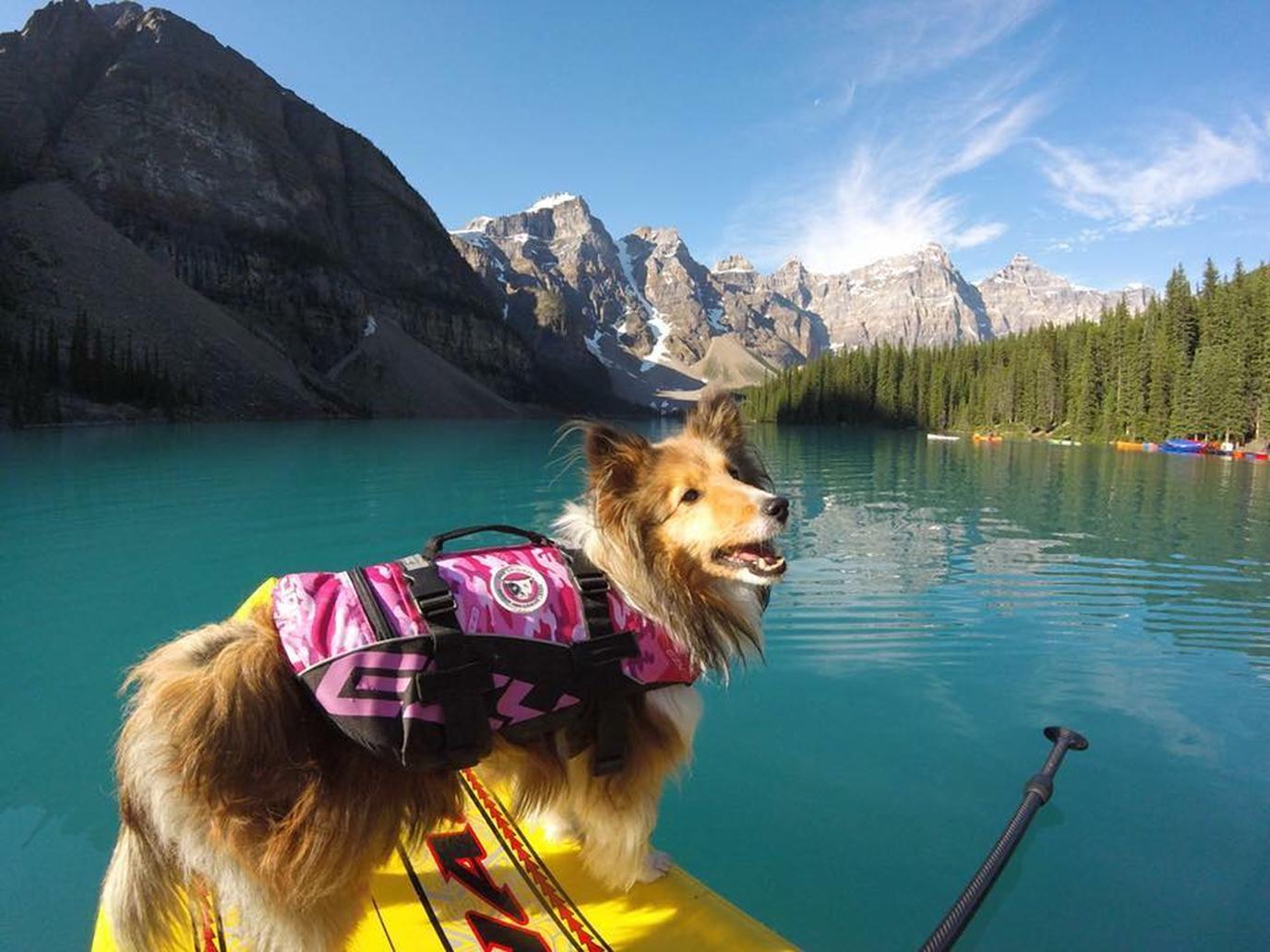 Dog-friendly paddleboarding in beautiful Banff. Take your pup on a dog-friendly SUP adventure in Banff.
