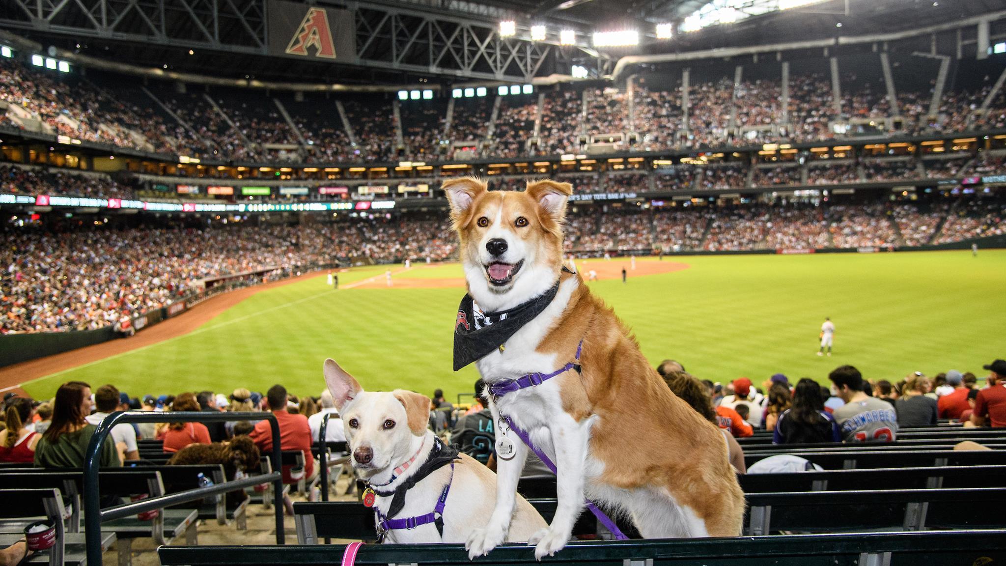 Dog at a baseball game