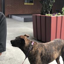 Blowing Rock Draft House & Brewery restaurant view 1