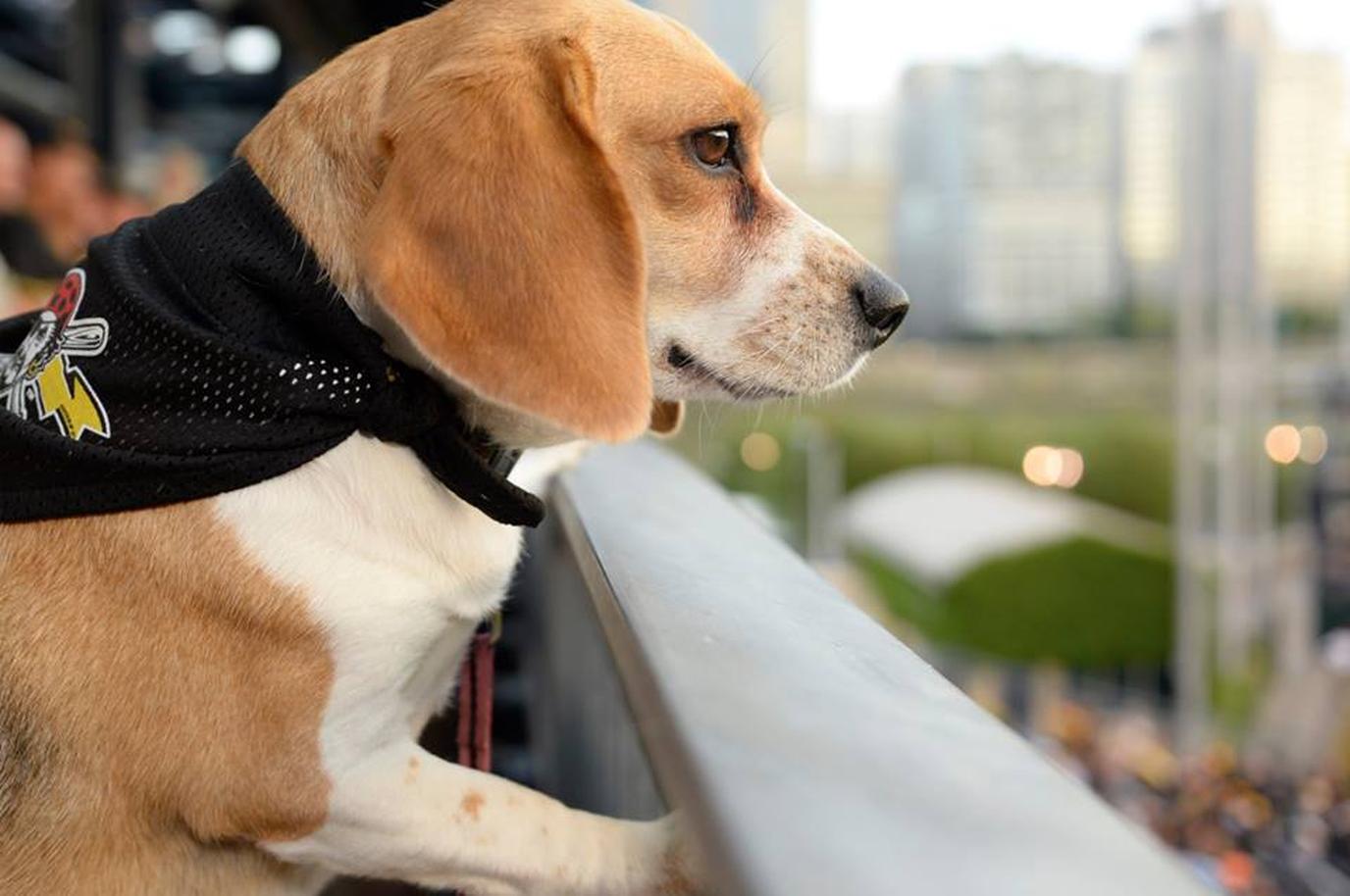 A dog-friendly baseball game in Pittsburgh. A pet-friendly Major League Baseball game in Pittsburgh.