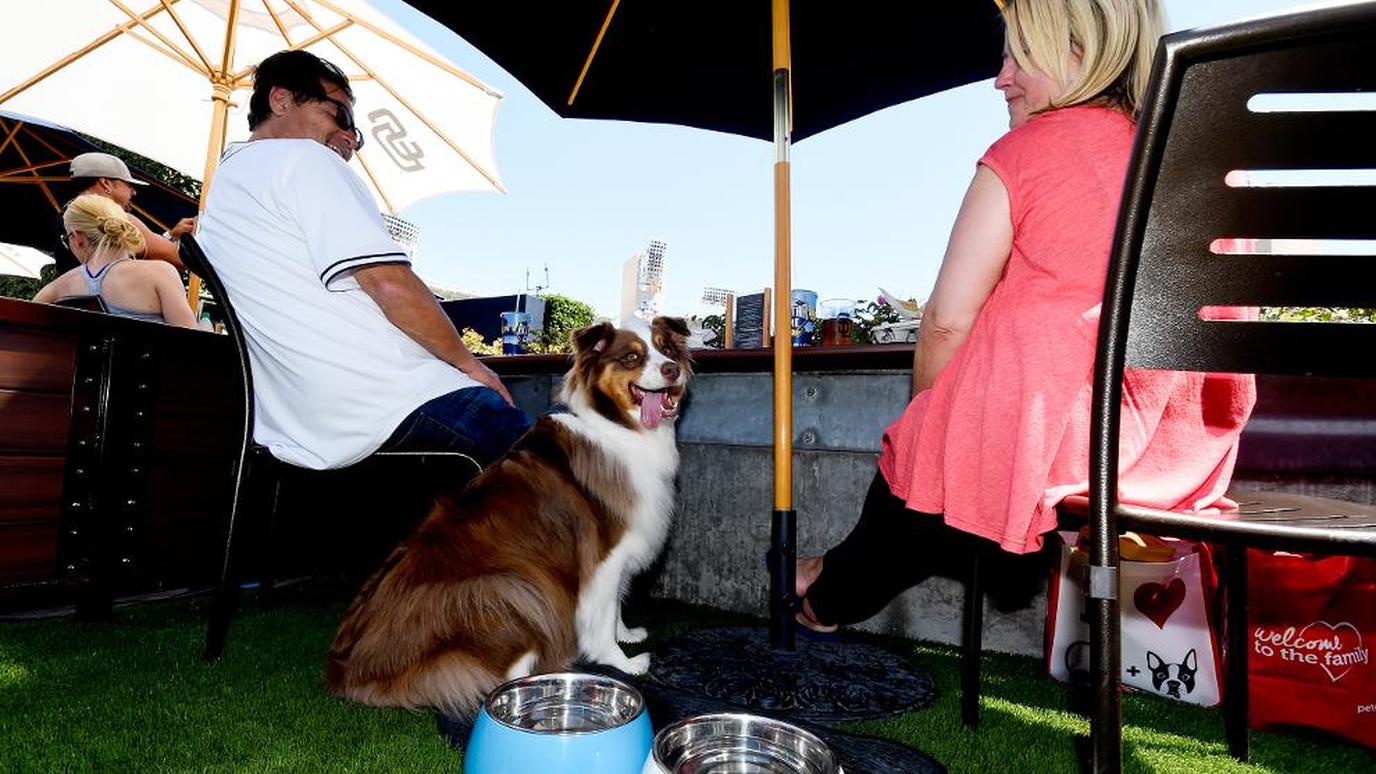 The San Diego Padres host several dog-friendly baseball games Dog-friendly baseball at Petco Park.