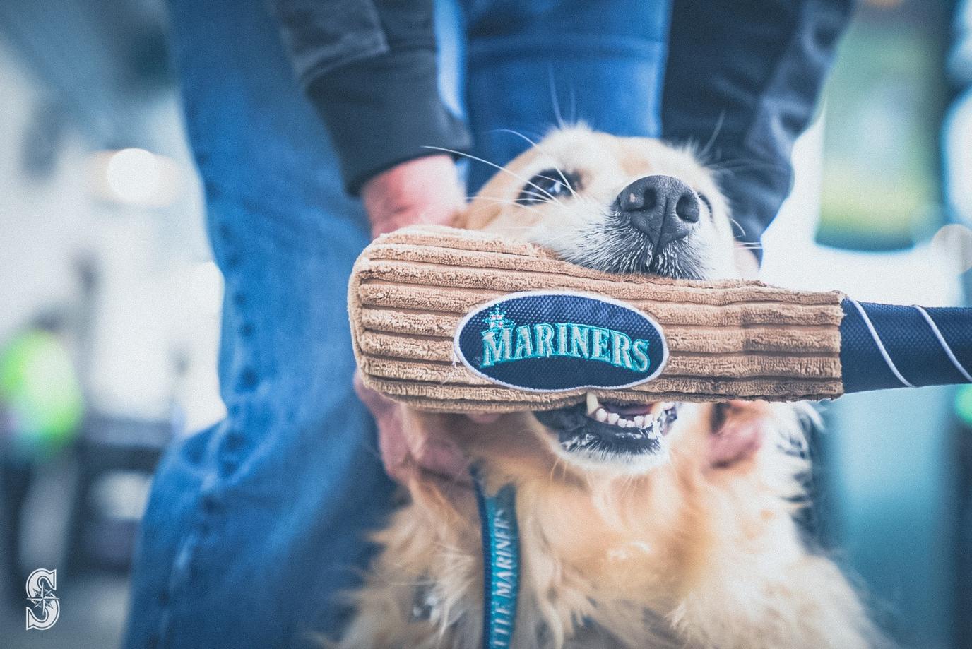 Dog Friendly Mlb Games 2025