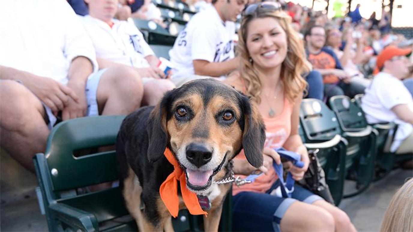Take your dog to a Detroit baseball game! A Detroit Tigers pet-friendly baseball game.