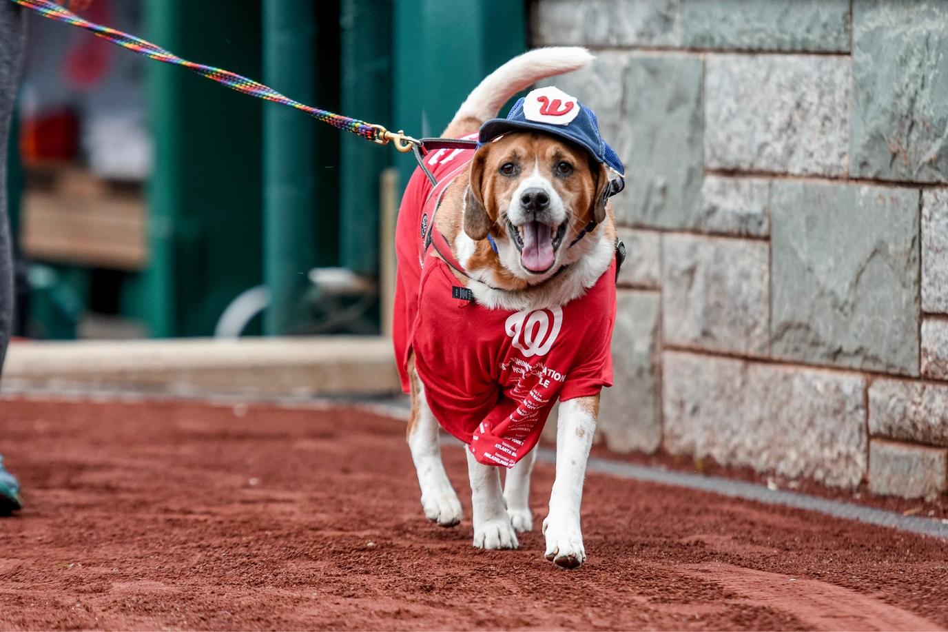 Washington Nationals welcomes dogs in the park twice per season. Pups in the Park at Washington Nationals game.